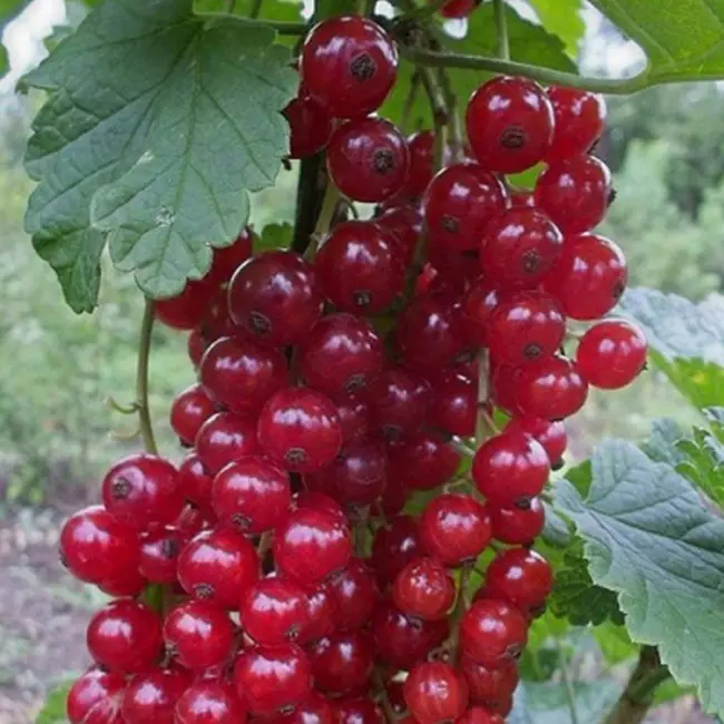 Описание и характеристики сорта смородины «Красный крест» из книги «Сорта плодовых и ягодных культур»