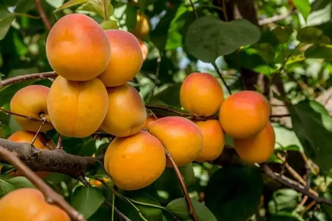 Раннеспелые абрикосы