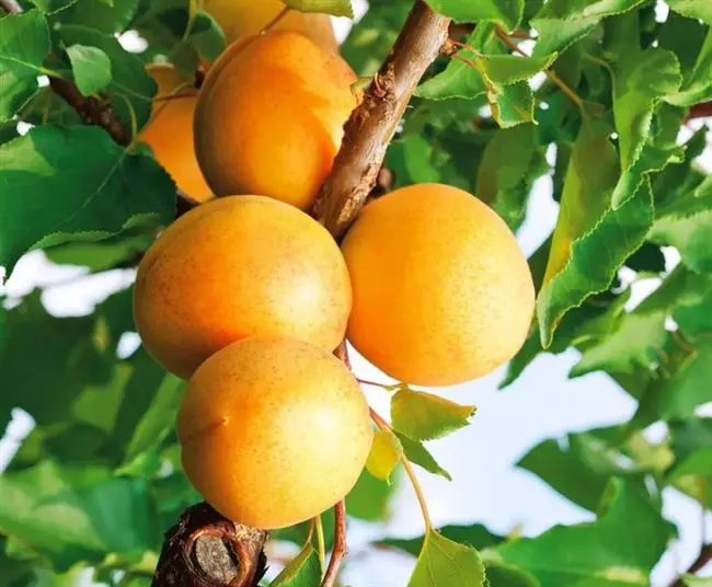 Пошаговая инструкция посадки абрикоса