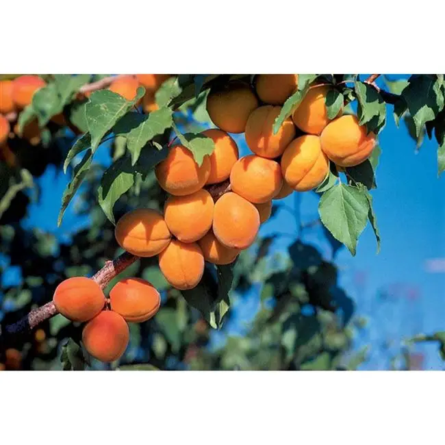 Зимовка абрикоса в средней полосе