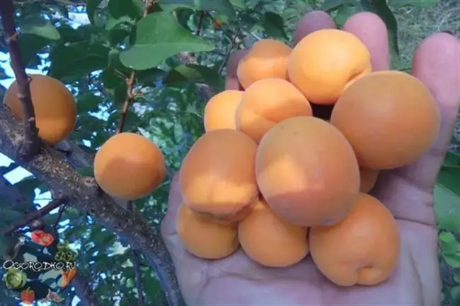 Болезни абрикоса