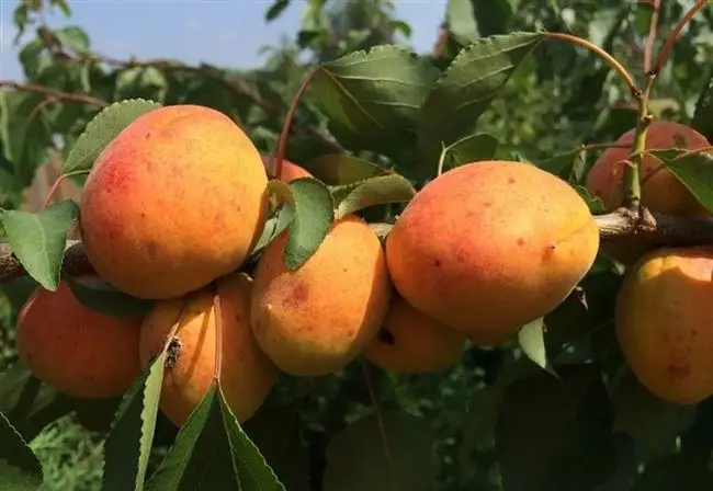 Посадка абрикосовового саженца в средней полосе России
