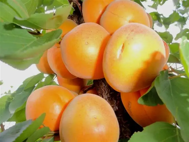 Характеристика сортов абрикосов