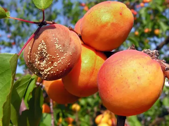 Другие заболевания абрикоса и методы их лечения