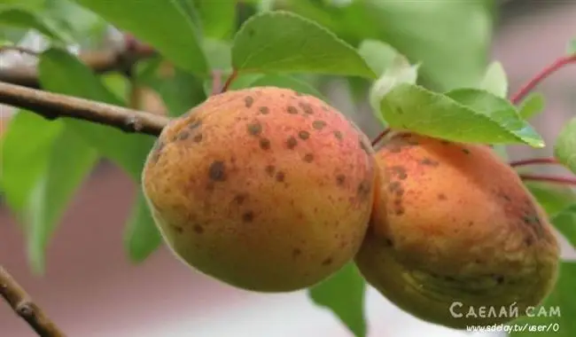 Признаки поражения клястероспориозом деревьев абрикоса, персика и сливы