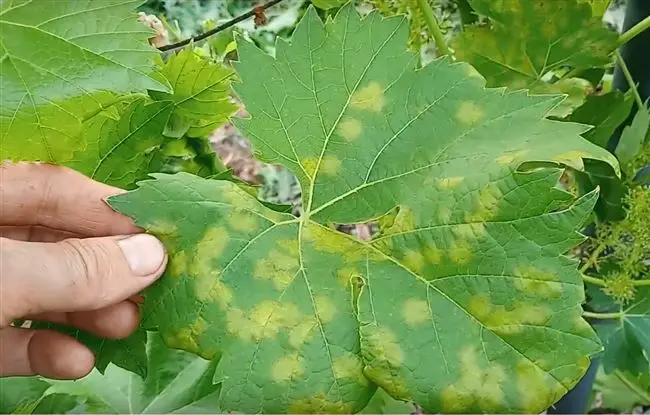 Милдью (ложная мучнистая роса) винограда - причины, признаки и меры защиты