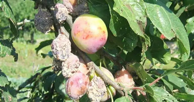 Монилиоз плодовая гниль яблони  причины и признаки