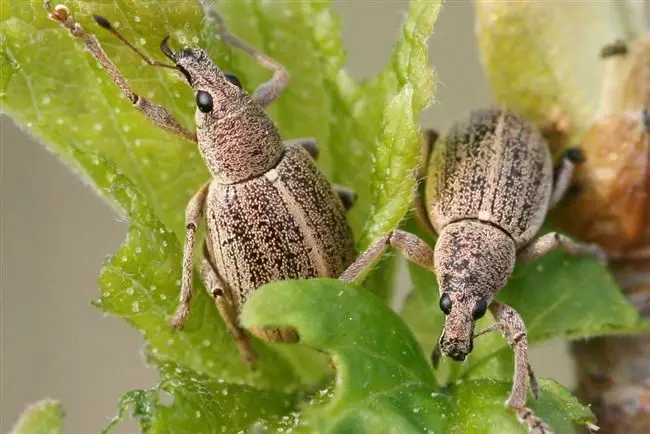 В чем опасность появления жука-цветоеда?