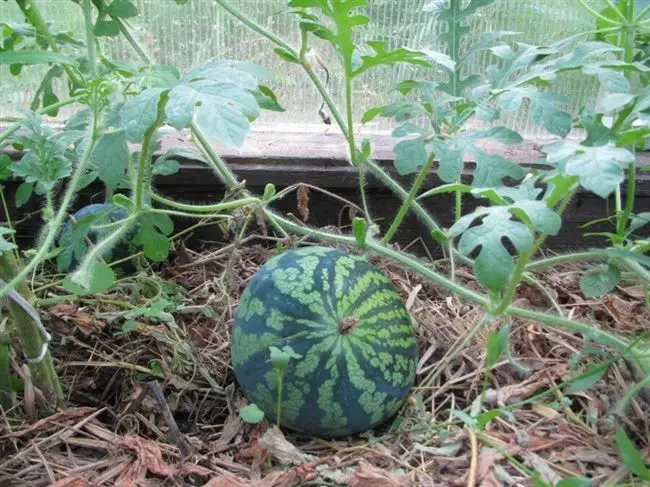 Выращивание арбуза в теплице