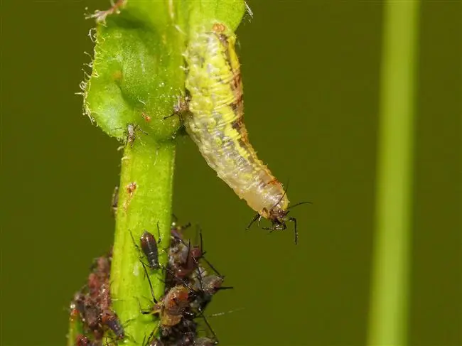 Личинки ростковой мухи