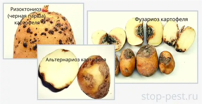 Препараты компании Syngenta, предназначенные для защиты картофеля от ризоктониоза