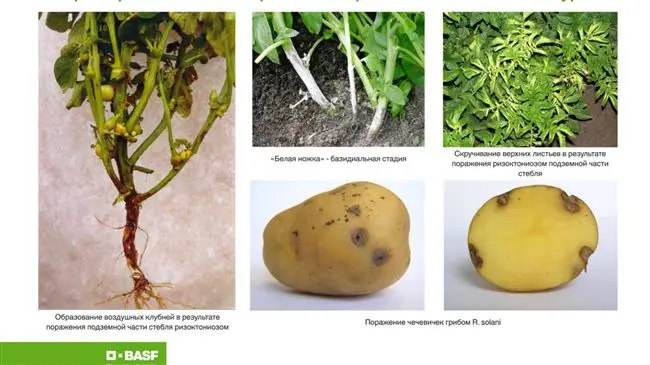 Лечение ризоктониоза картофеля