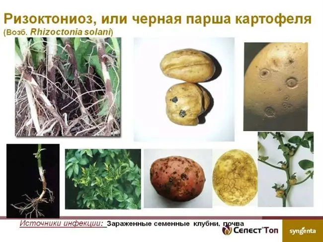 Народные способы защиты картофеля от ризоктониоза