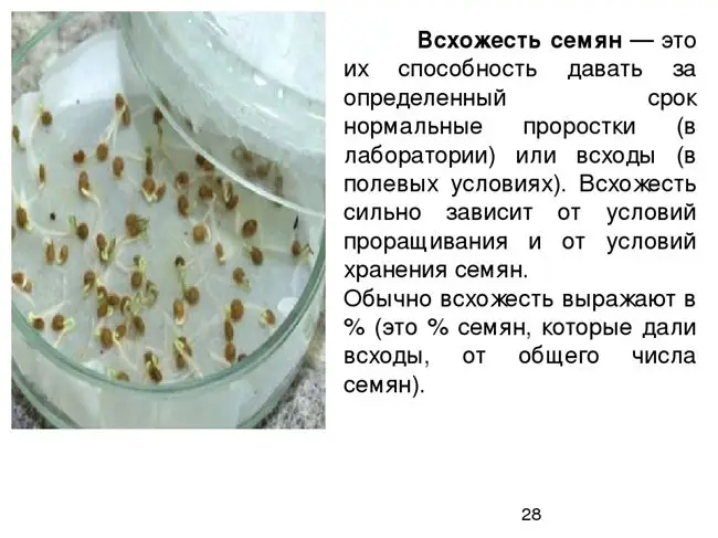 Как повысить всхожесть семян?