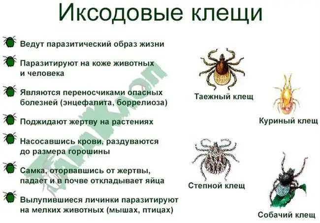 Какую опасность могут представлять эти паразиты