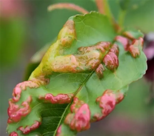 Причины курчавости листьев персика