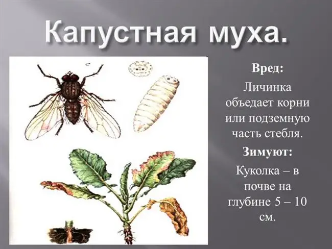Опасность капустной мухи 