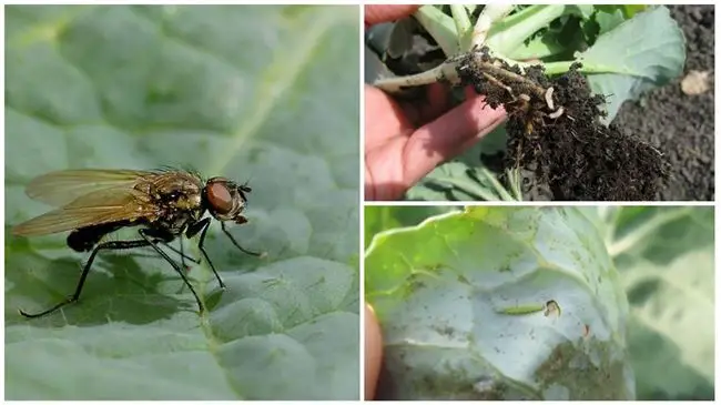 Народные средства против личинок капустной мухи