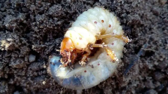Как избавиться от личинки майского жука на огороде народными средствами. Народные методы профилактики и борьбы с майским хрущом