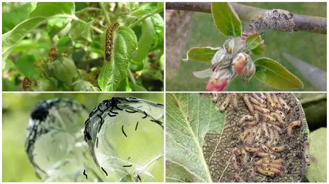 Химические препараты для борьбы с насекомыми вредителями плодовых деревьев