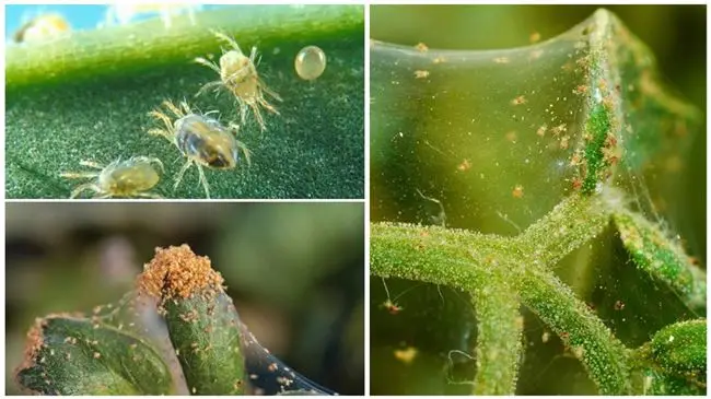 Причины появления и размножения паутинного клеща