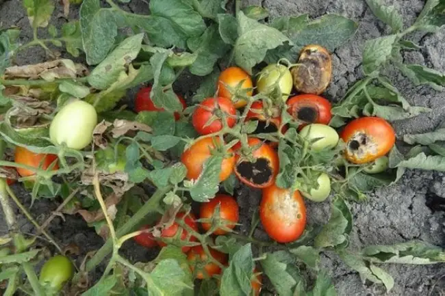 Вершинная гниль томатов – признаки заболевания