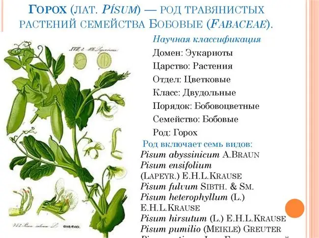 Классификация и ботаническое описание