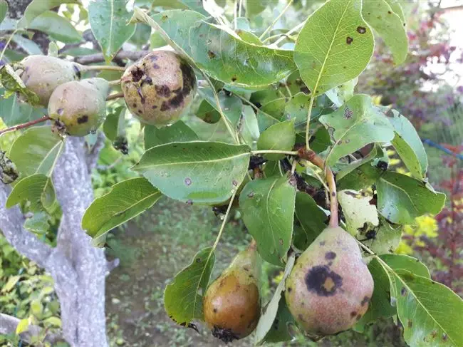 Химические препараты