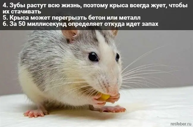 Невероятные факты о крысах, в которые не сразу поверишь