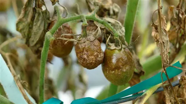 Народные методы борьбы с фитофторозом помидоров