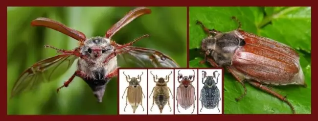 Уровень опасности майского жука