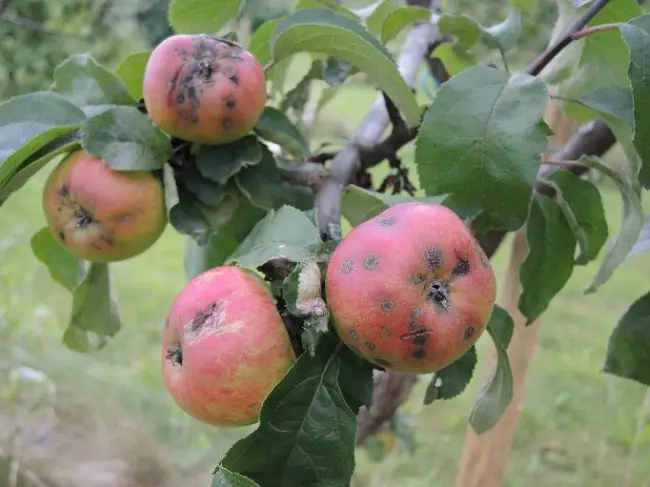 Профилактика появления парши на яблоне 