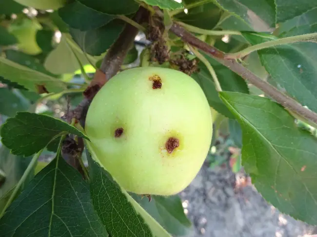 Сорта яблонь, устойчивые к поражению плодожоркой