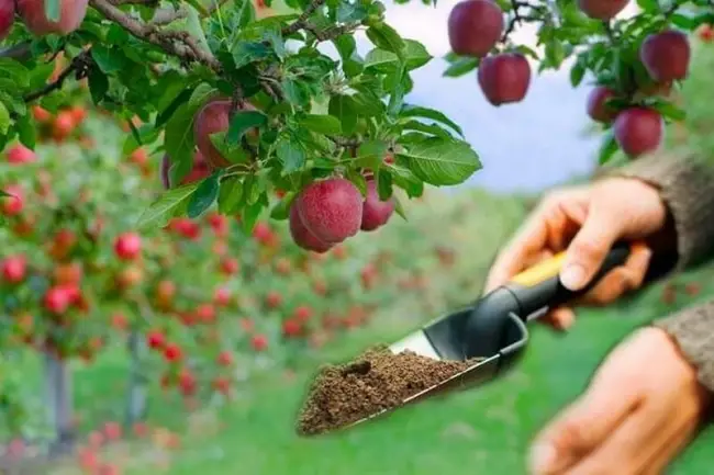 Для чего яблоне подкормка осенью?