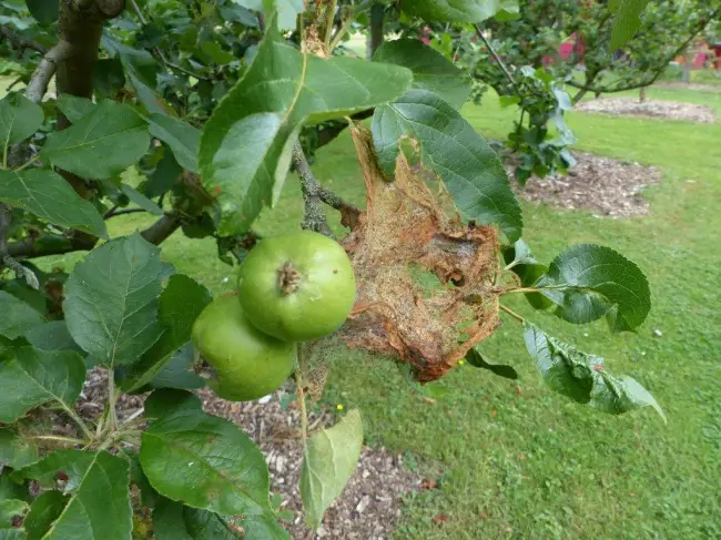 Народные средства против паутины на яблоне