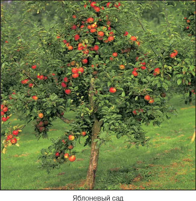 Яблоня «Аленушка» - описание