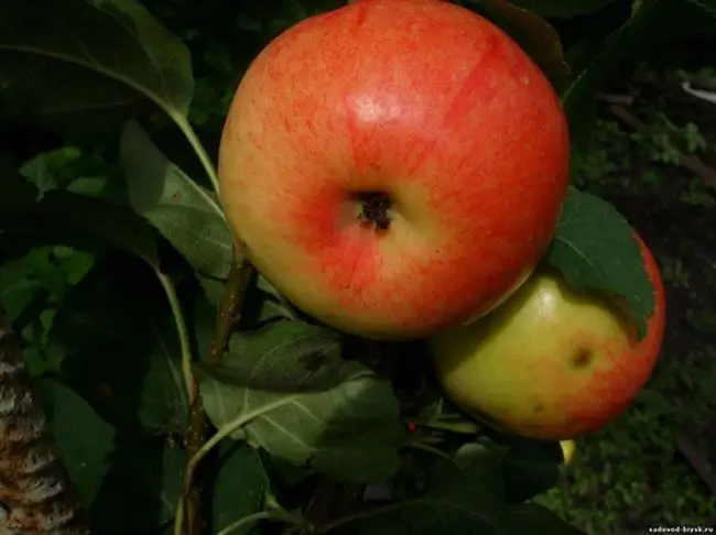 Описание сорта яблони Амурское урожайное