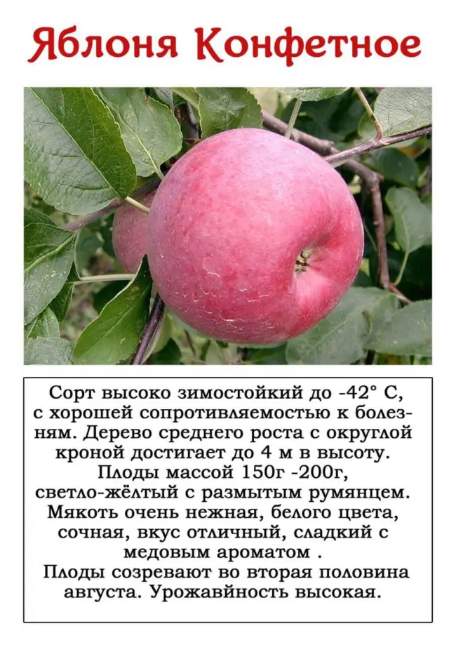 Отзывы о яблоках Аркадик