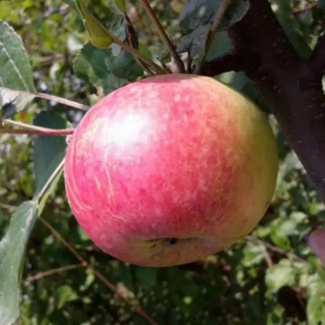 Описание сорта яблони Бессемянка Мичуринская с фото
