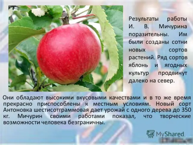 Описание и характеристика яблони