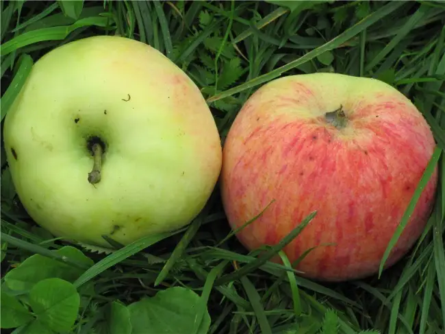 Сорт яблони Изумительное (Россошанское вкусное). Описание, фото, отзывы