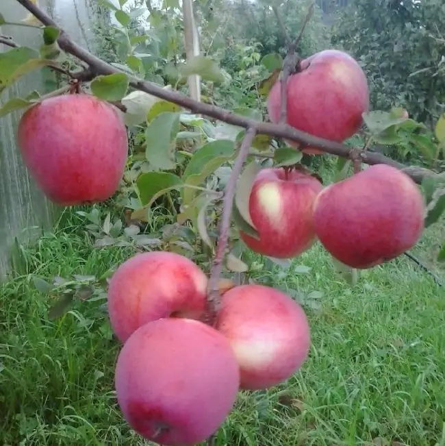 Посадка и уход за яблоней