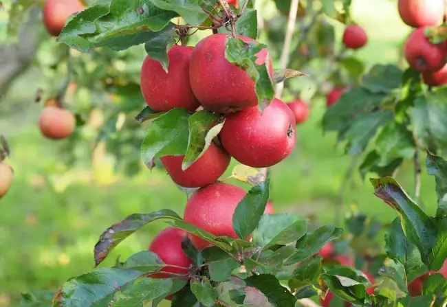 Описание и характеристики яблони сорта Коваленковское, посадка, выращивание и уход