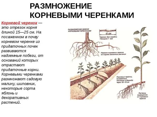 Размножение методом черенкования и укоренение в картофеле