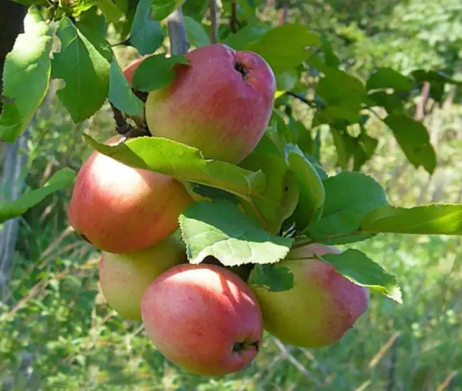 Размножение карликовых яблонь