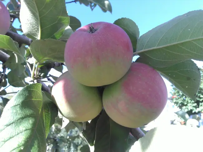 Описание сорта яблони Орлик
