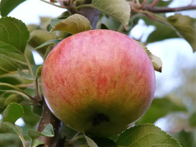 Характеристика яблони Орлинка