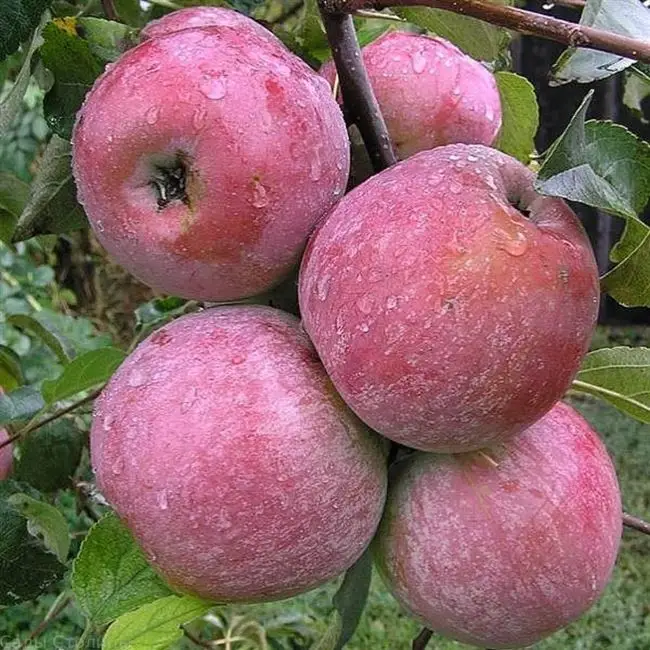 Описание сорта яблони Памяти Хитрово