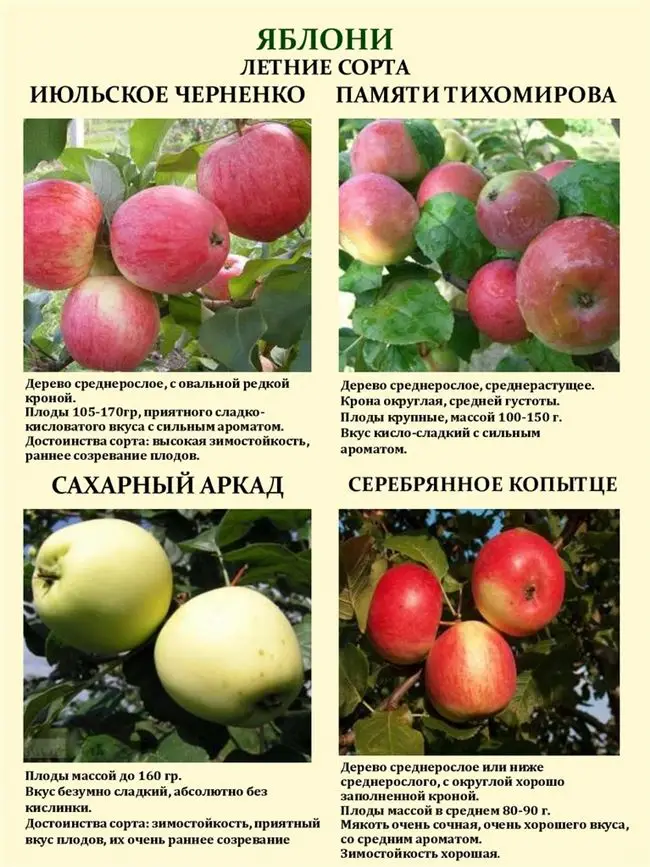 Описание сорта яблони Память Семакину
