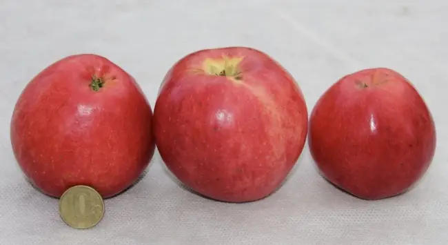 Описание сорта яблони Пепин шафранный